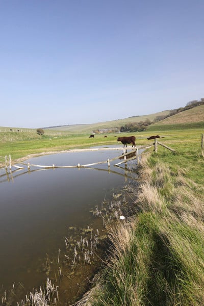 英格兰苏塞克斯Cuckmere Haven的牛