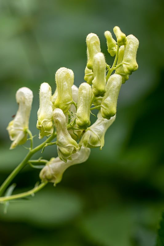 乌头在林中开花