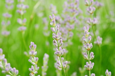 薰衣草花