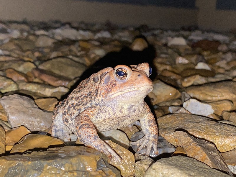 蟾蜍