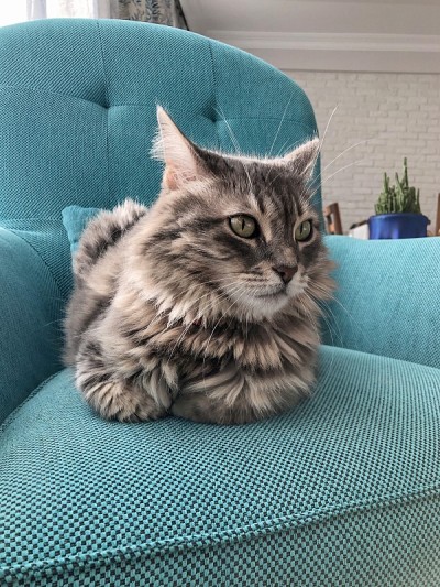 猫坐在家里的扶手椅上