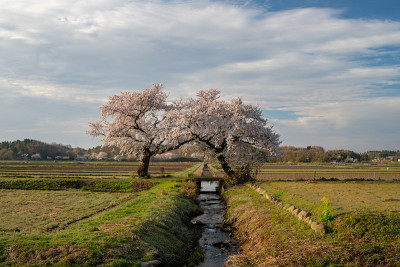 一些樱花