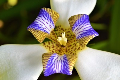 虹膜花