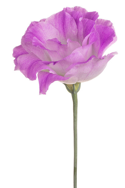 花孤立