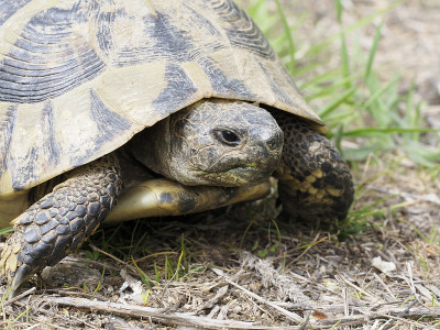赫尔曼的乌龟，Testudo hermanni