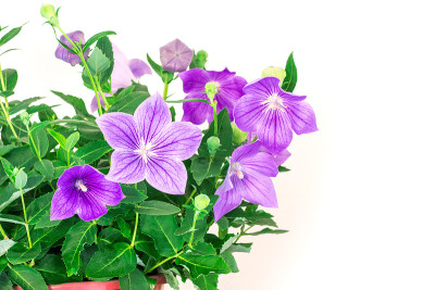 紫色的气球花或桔梗花