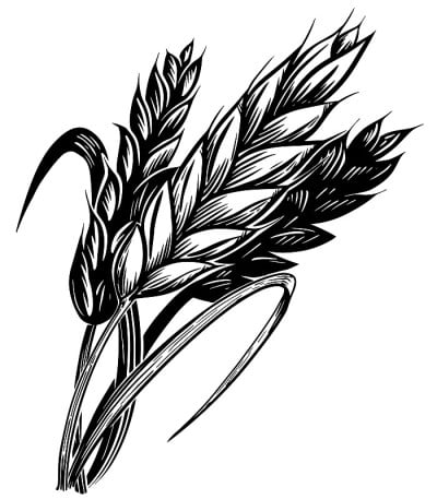 麦穗素描手绘