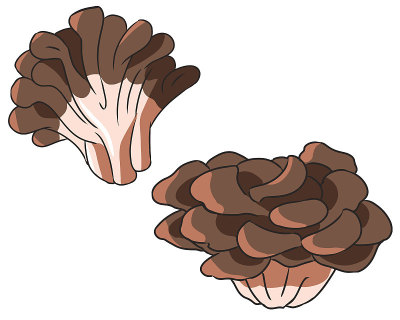 Maitake