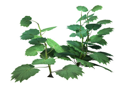 3D插图罗达纳植物在白色