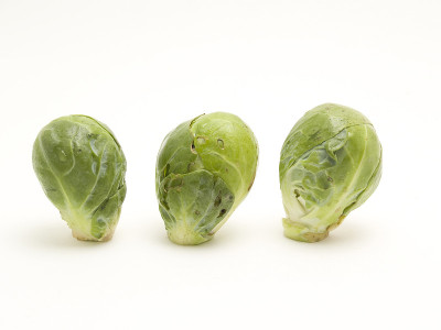 布鲁塞尔的卷心菜