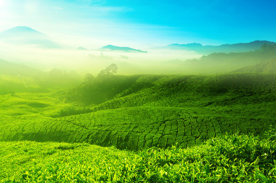 茶领域