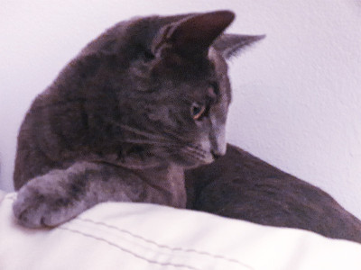 查特鲁小猫
