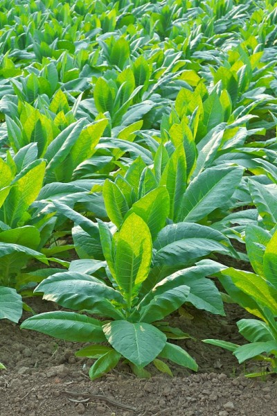 烟草领域