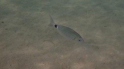 兰斯洛特