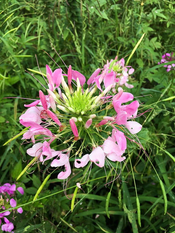 醉蝶花属spinosa花