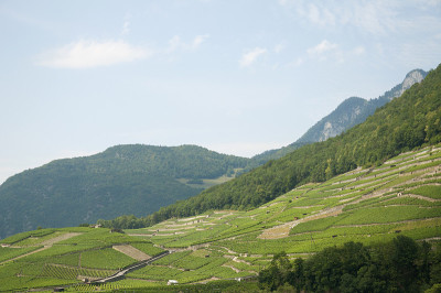 夏日瑞士的葡萄园