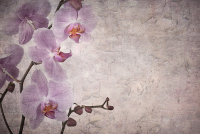 的兰花