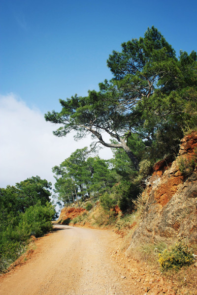 国家的道路。松树和蓝色的大海。岁的照片。