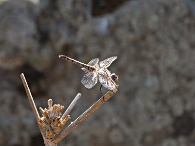 库?乌贼(Anisoptera)，翅膀闪闪发光。