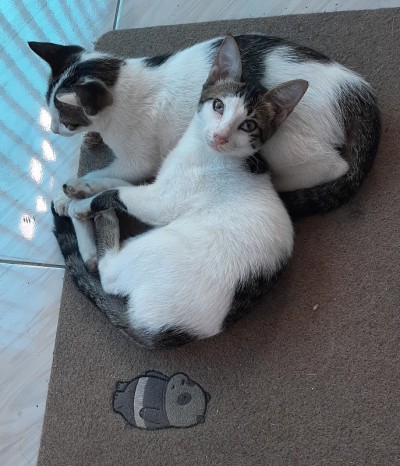 猫