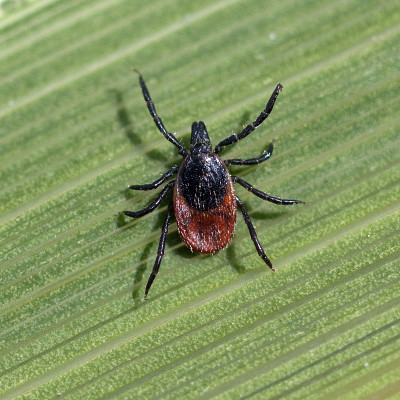 Zecke;Ixodes;蓖麻