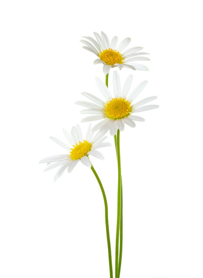 三株洋甘菊(牛眼雏菊)分离于白色背景上。