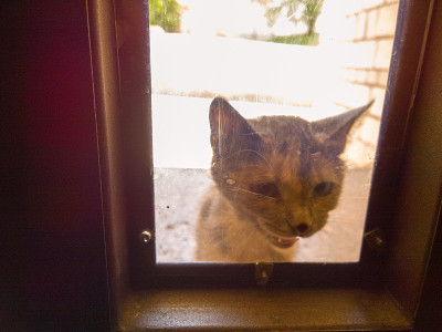 猫在门口。