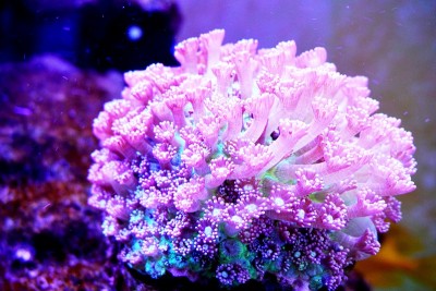 海葵彩虹流
