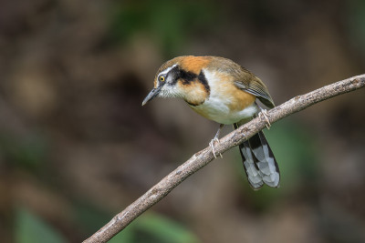 小民族Laughingthrush