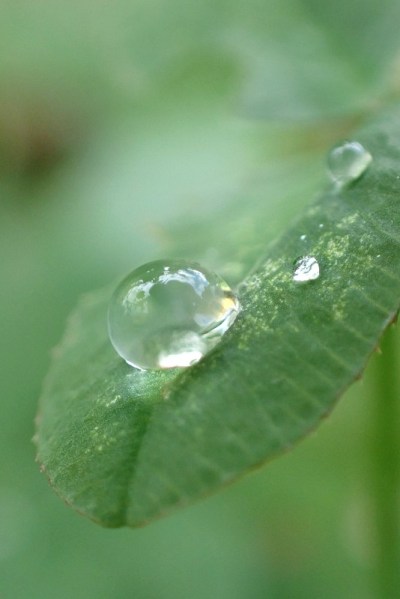 水滴在一个绿色叶子上的特写在一个模糊的绿色植物的背景。绿叶上的水滴。大自然绿色世界背景。