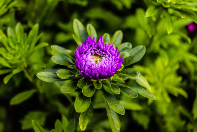 花蕾未开紫菀