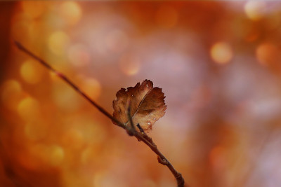 细枝末节秋叶橙黄，阳光散景轻