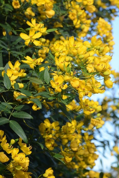 开花塞纳