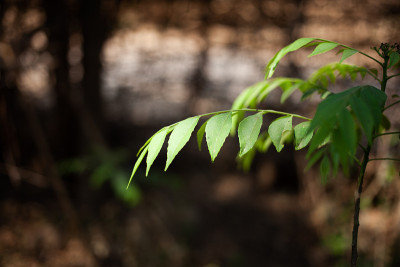 印度香料咖喱叶植物。