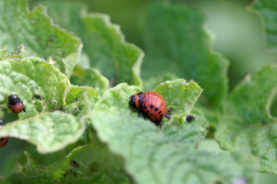 科罗拉多马铃薯甲虫(Leptinotarsa decemlinata)的幼虫