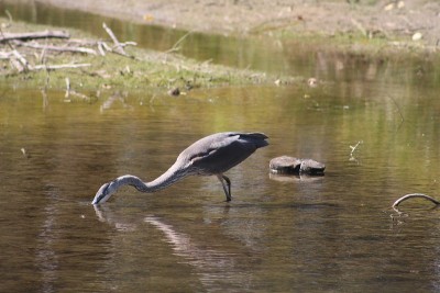 Blue Heron