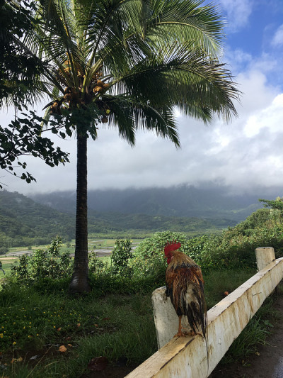 雨中俯瞰哈纳雷山谷的山顶公鸡，夏威夷考艾岛。