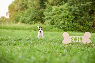 可爱的快乐狐狸梗犬在公园2018年新年贺词