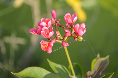 麻风树花