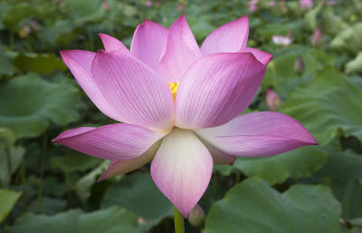 盛开的莲花