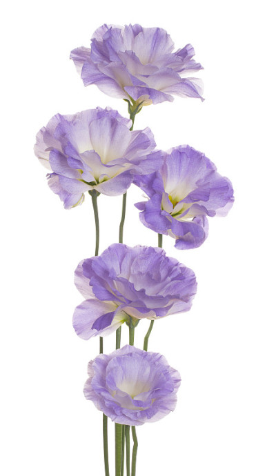 花孤立