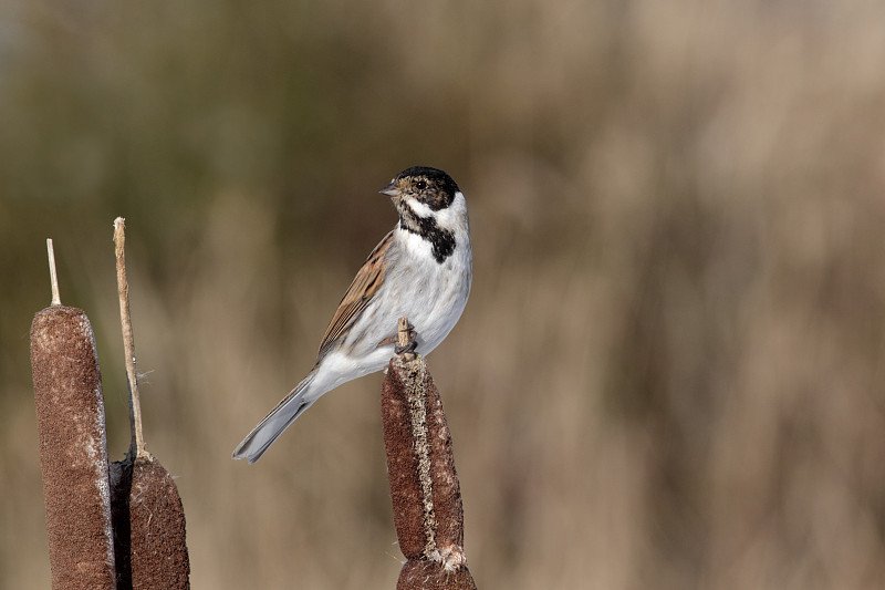 芦苇bunting, Emberiza schoeniclus