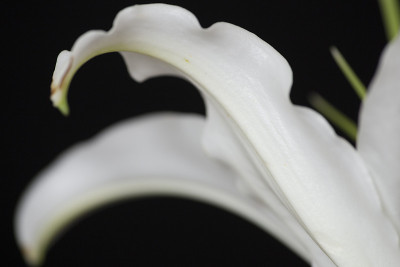 白百合的细节