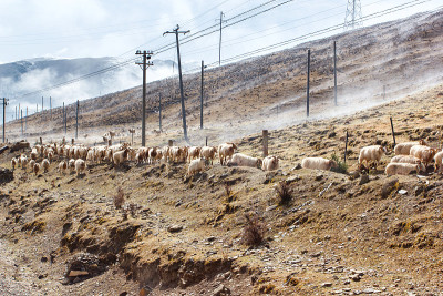 中国西南风景雪山与放牧的绵羊和山羊在雾中的人行道上