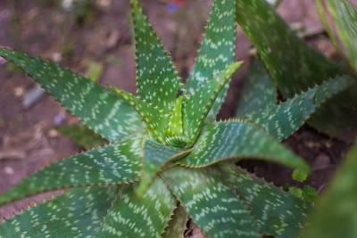 阿根廷科尔多瓦的芦荟植物