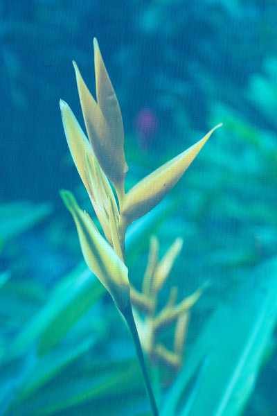 彩色奇异的丛林螺旋花印花真丝纹理