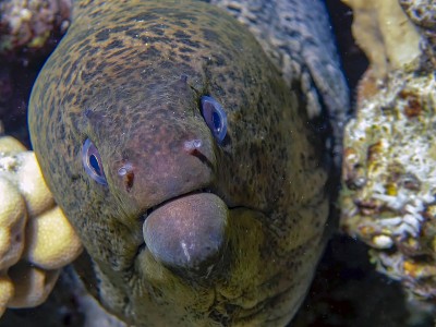 巨型海鳗(Gymnothorax javanicus)
