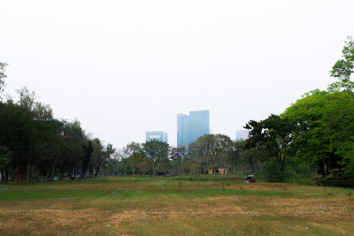 城市里的树公园。室外景观摄影。