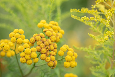 常见的紧张花，野药在草地上