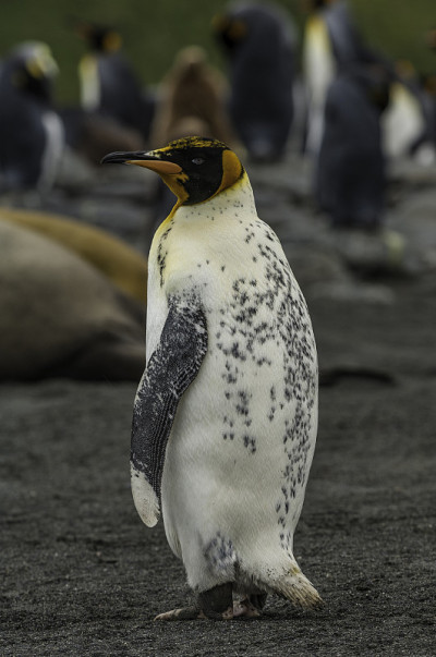 王企鹅(Aptenodytes patagonicus)是第二大企鹅种类。金港，南乔治亚岛。